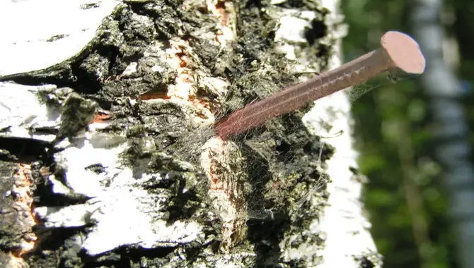 How Do Copper Nails Kill Trees