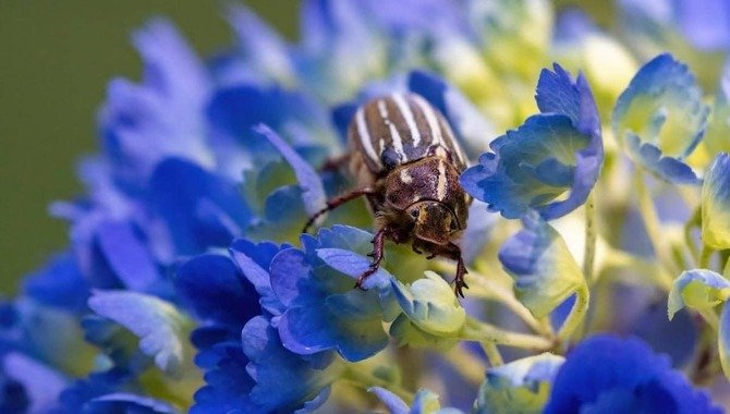 How To Deal With Pests And Diseases In Your Hydrangeas