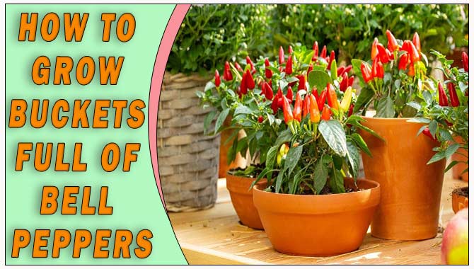 How To Grow Buckets Full Of Bell Peppers