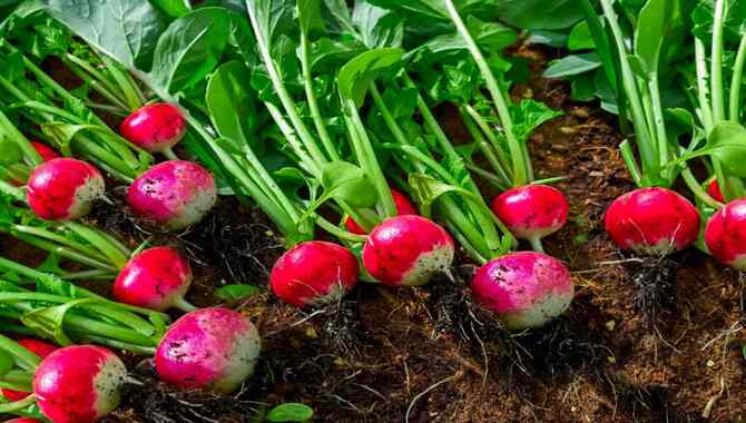 How To Grow Radishes In A Garden