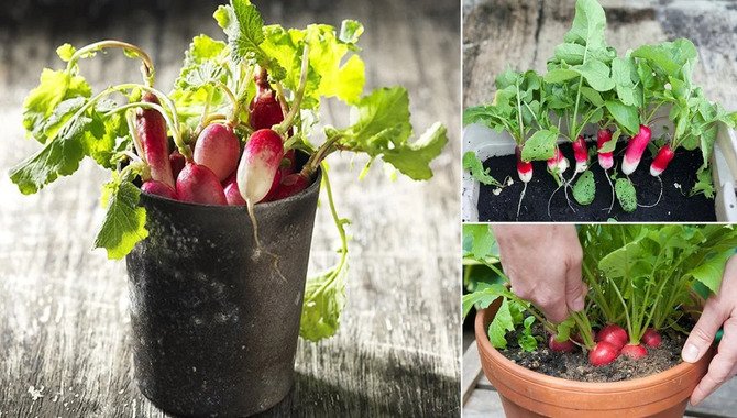 How To Grow Radishes In A Pot