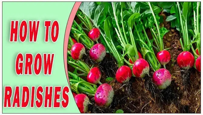 How To Grow Radishes