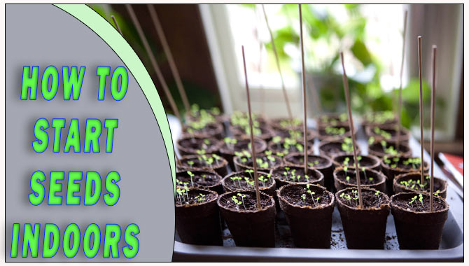 How To Start Seeds Indoors