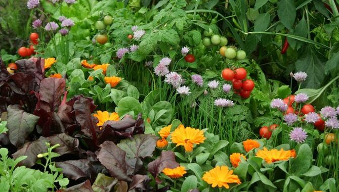 Ideal Flowers For Vegetable Garden