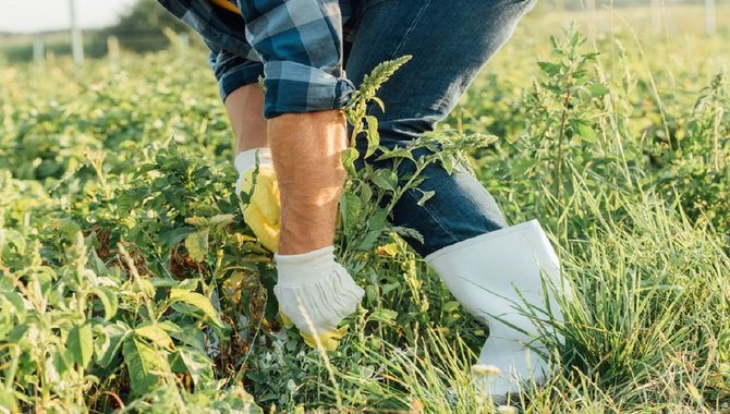 Identify Weed Control Measures