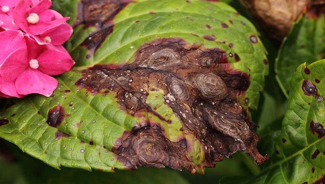 Identifying And Treating Diseases In Your Hydrangea Plants
