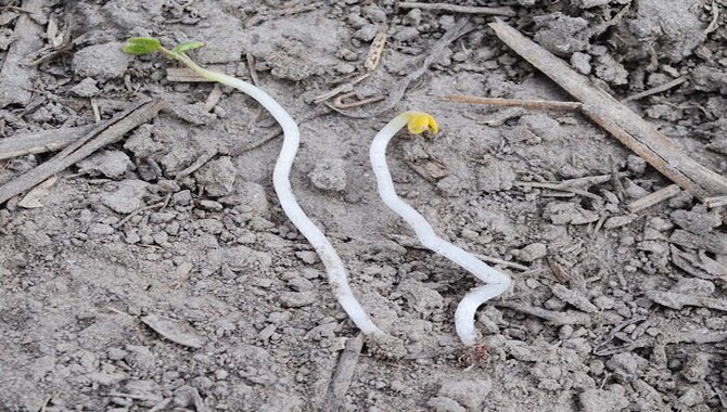 Incorrect Seeding Depth