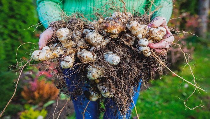 Jerusalem Artichoke