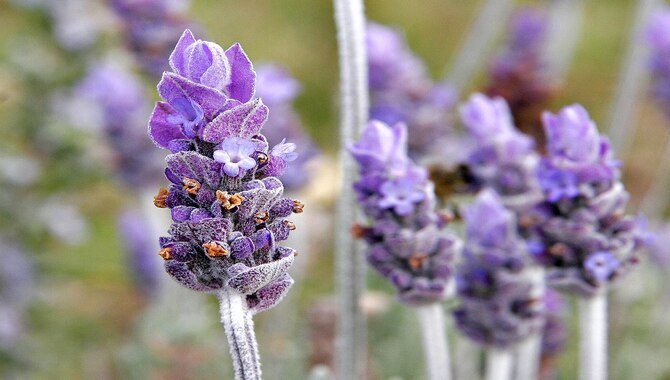 Lavender (Lavandula Sp.)