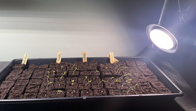 Lighting For Seedlings