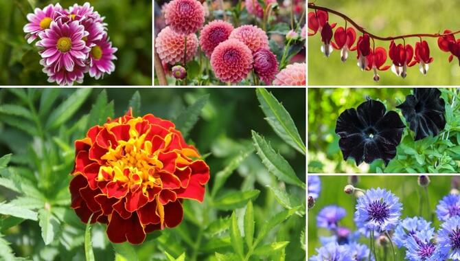 List Of Flowers That Are Ideal For The Vegetable Garden