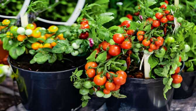 List Of Vegetables That Thrive In Container Gardens