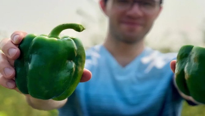 Moving Bell Peppers Outdoors