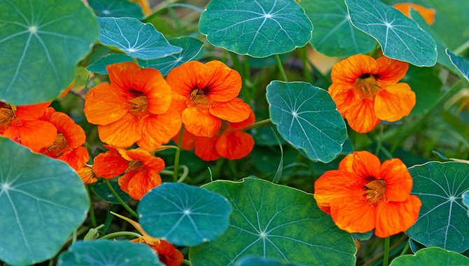 Nasturtium (Tropaeolum Majus)