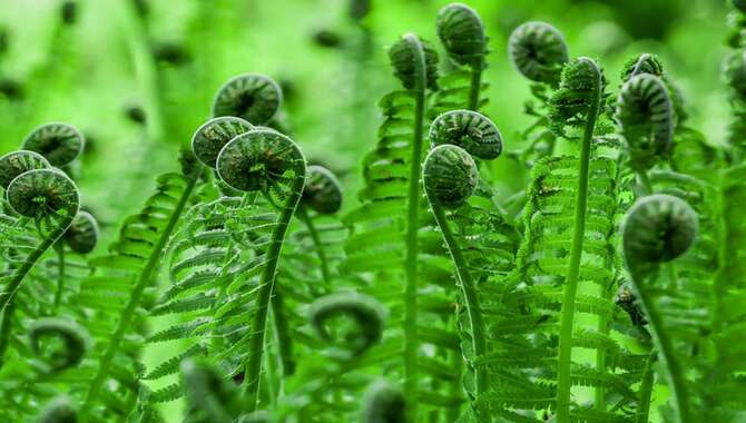 Ostrich Fern