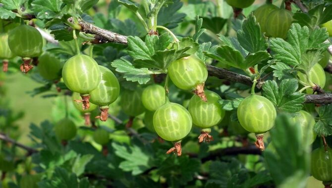 Perennial Fruits