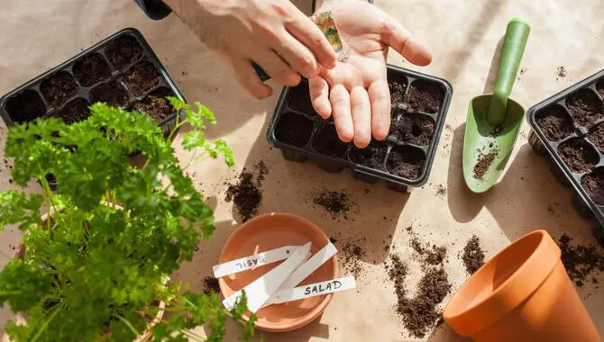 Planting And Caring For Your Vegetables