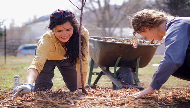 Planting Fruit Trees In December & January