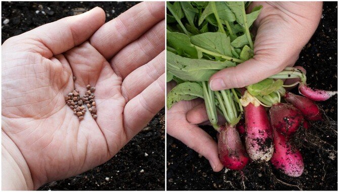 Planting, Growing, And Harvesting Radishes