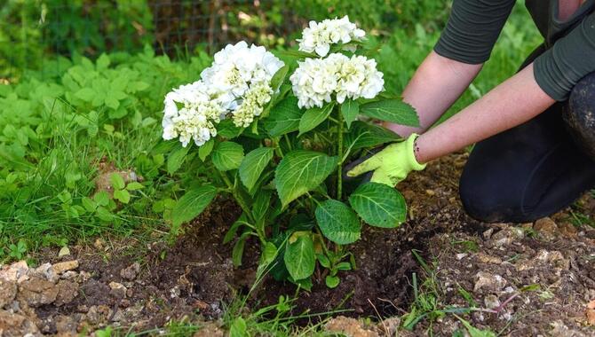 Planting Hydrangeas Correctly