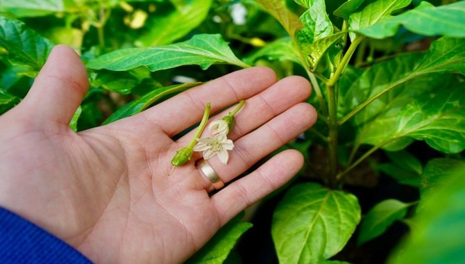 Plucking Early Flower Buds