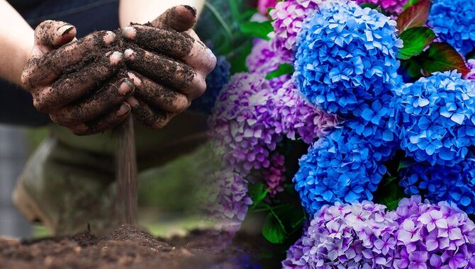 Prepare The Soil Before Planting Your Hydrangeas.