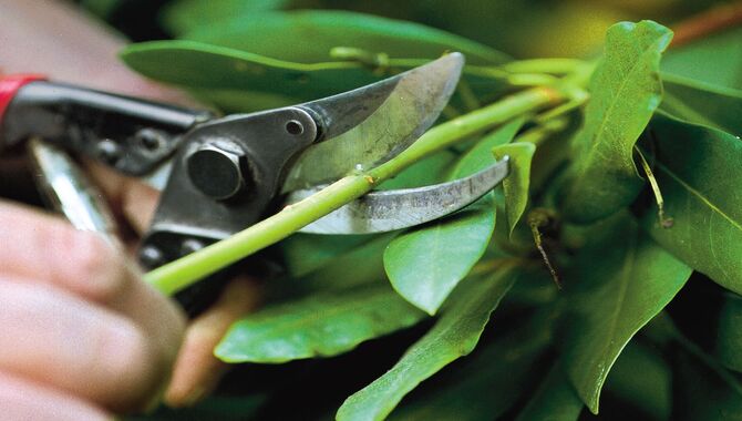 Prune The Shrubs And Trees