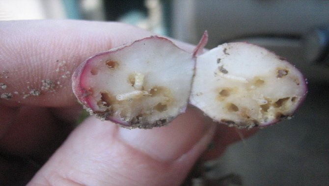 Radish Pests And Diseases