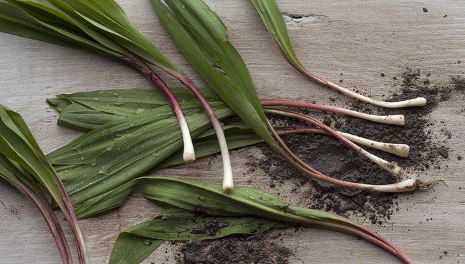 Ramps Or Wild Leeks