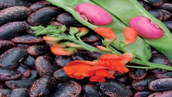 Scarlet Runner Beans