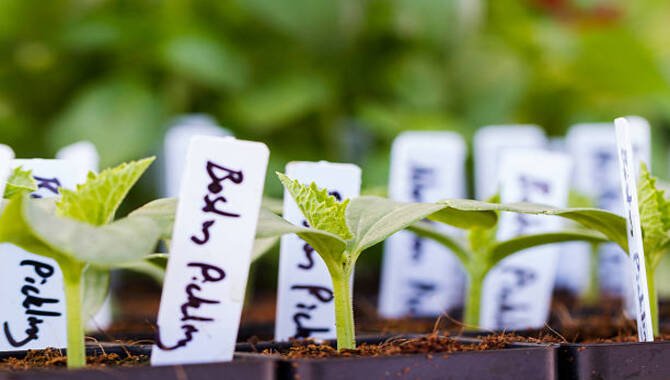 Scrub Plant Labels