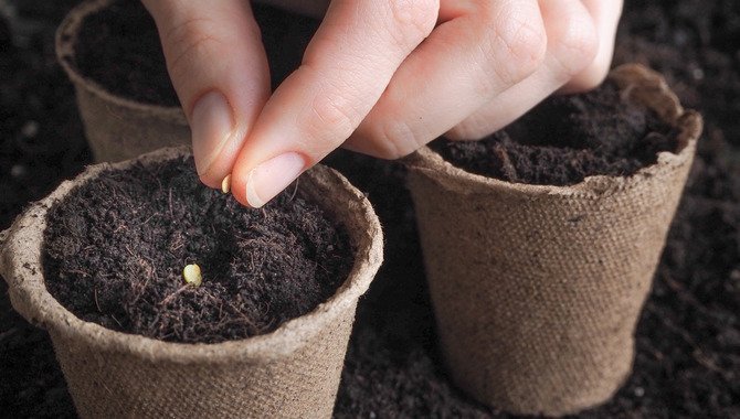 Soil For Seeds