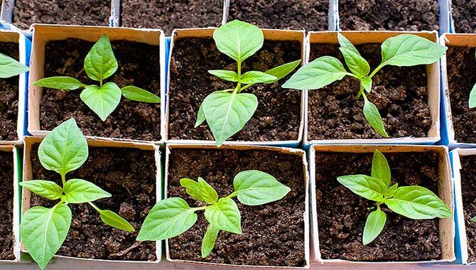 Starting Pepper Plants