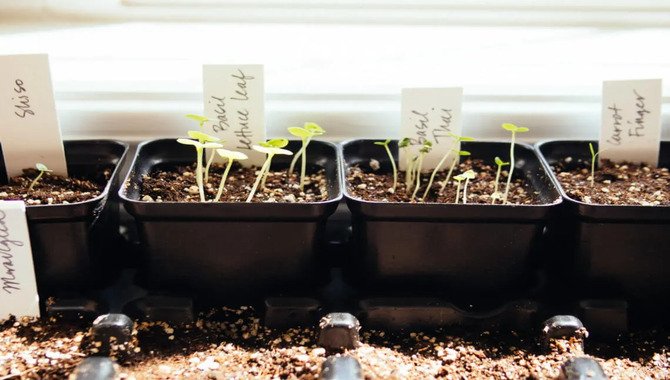 Starting Seeds Indoors