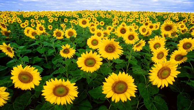 Sunflower (Helianthus Annuus)