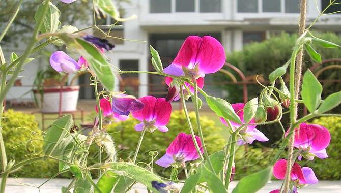 Sweet Pea (Lathyrus Odoratus)