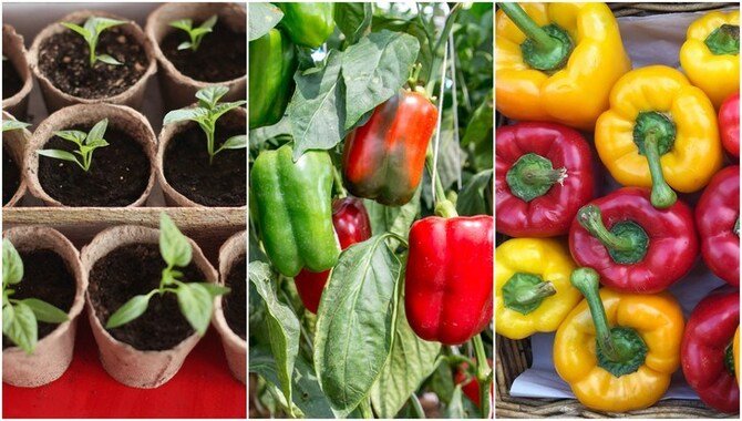 The Process Of Growing Buckets Full Of Bell Peppers