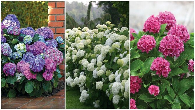 Tips For Growing Hydrangeas -A Must-Read For Beginners