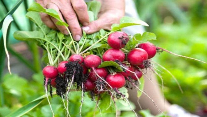 Tips For Growing Radishes