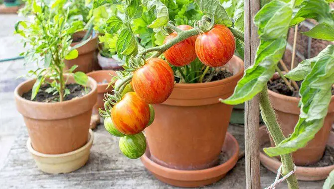 Tips To Grow Vegetables That Thrive In Container Gardens