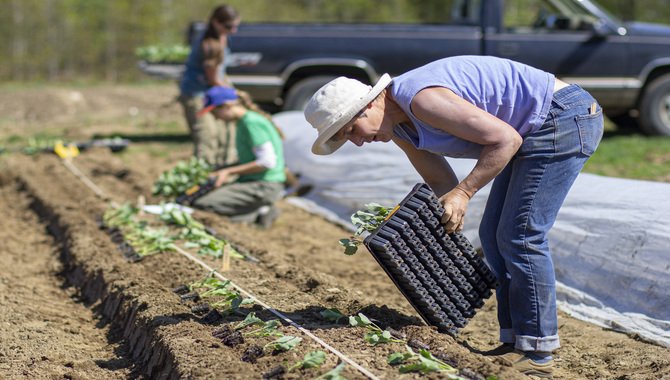 Tips To Prepare A Vegetable Garden Even In The Spring