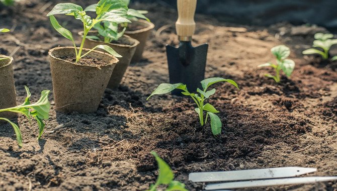 Transplanting Bell Peppers