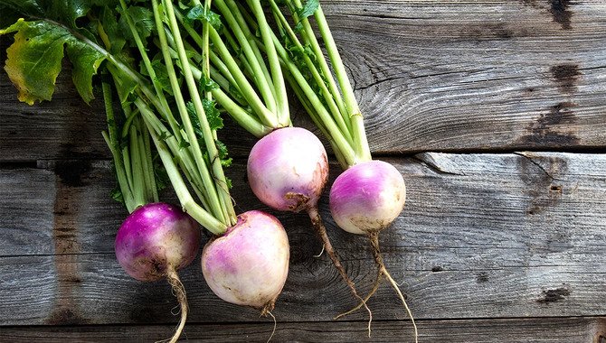 Turnips