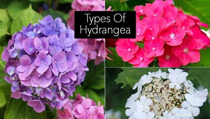 Types Of Hydrangeas