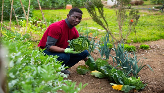 Vegetables Garden