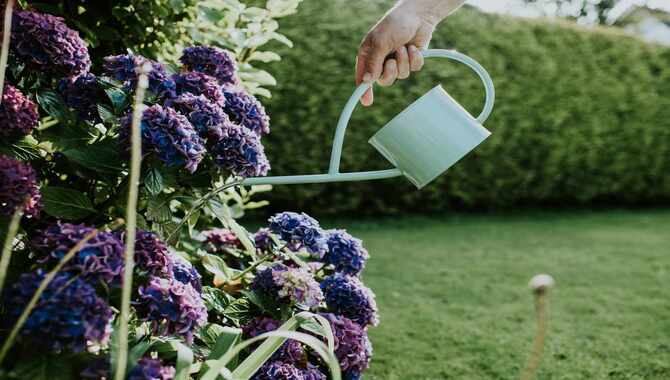 Water Your Hydrangeas Regularly.