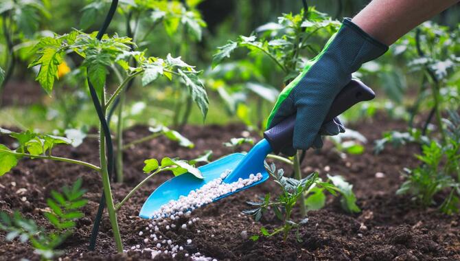 Watering And Fertilizing Your Plants