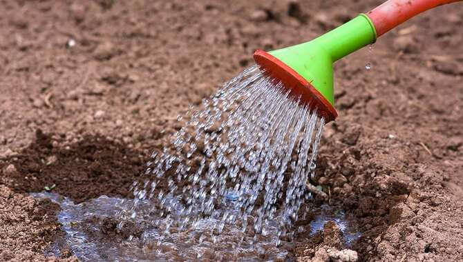 Watering And Fertilizing Your Radishes