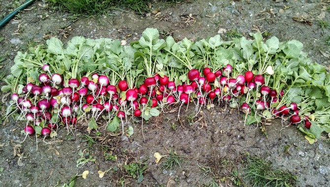 When To Harvest Radishes