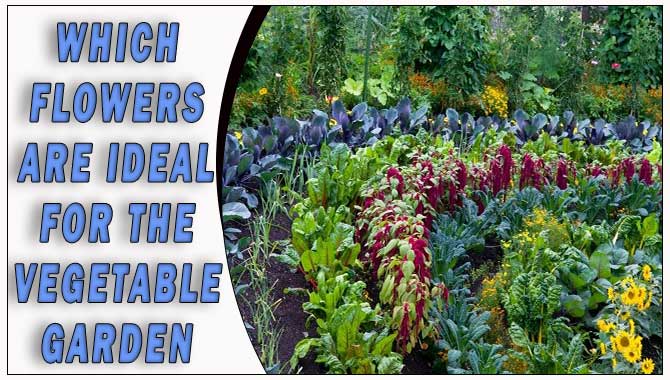 Which Flowers Are Ideal For The Vegetable Garden